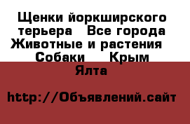 Щенки йоркширского терьера - Все города Животные и растения » Собаки   . Крым,Ялта